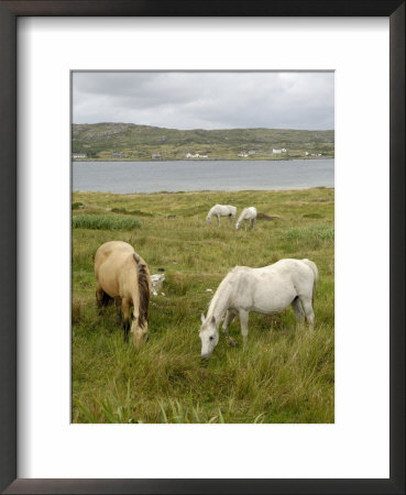 Connemara Ponies, County Galway, Connacht, Republic Of Ireland by Gary Cook Pricing Limited Edition Print image
