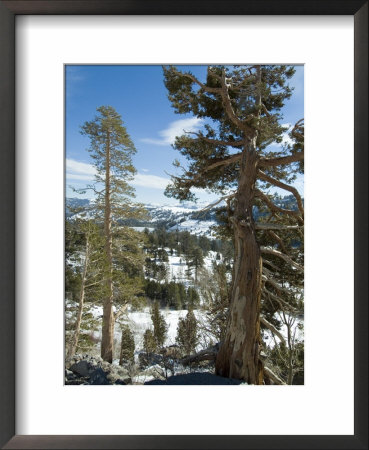 In The Sierra Nevada Mountains, California, Usa by Ethel Davies Pricing Limited Edition Print image