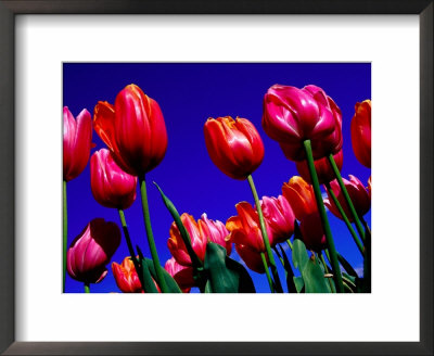 Detail Of Tulips At Tesselaar Tulip Farm In Silvan, Melbourne, Australia by Krzysztof Dydynski Pricing Limited Edition Print image