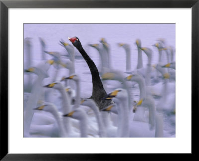 Black Swan Among White Swans, Hokkaido, Japan by Keren Su Pricing Limited Edition Print image