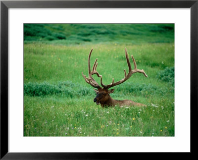 Elk In Meadow, Yellowstone National Park, Wyoming by Holger Leue Pricing Limited Edition Print image