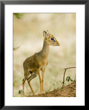 Kirk's Dik-Dik, Lake Manyara National Park, Arusha, Tanzania by Ariadne Van Zandbergen Pricing Limited Edition Print image