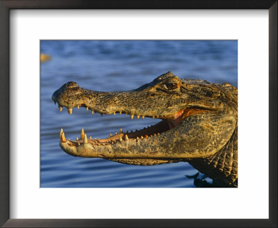 Spectacled Caiman, Llanos, Hato El Frio, Venezuela by Francois Savigny Pricing Limited Edition Print image