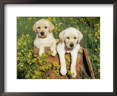 Two Labrador Retriever Puppies, Usa by Lynn M. Stone Pricing Limited Edition Print image