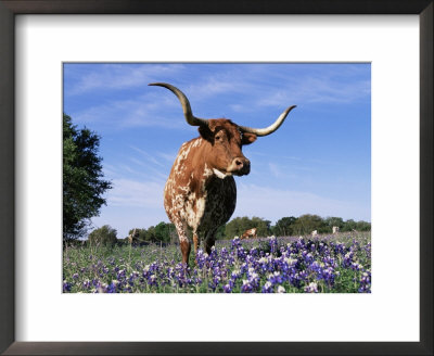 Texas Longhorn Cow, In Lupin Meadow, Texas, Usa by Lynn M. Stone Pricing Limited Edition Print image