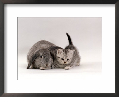 Domestic Cat, Silver Spotted Kitten With Silver Lop Eared Rabbit, Colour Coordinated by Jane Burton Pricing Limited Edition Print image