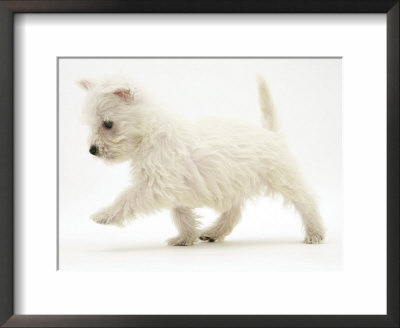 West Highland Terrier Puppy (Canis Familiaris) Walking by Jane Burton Pricing Limited Edition Print image