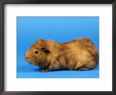 Red Abyssinian Guinea Pig by Petra Wegner Pricing Limited Edition Print image