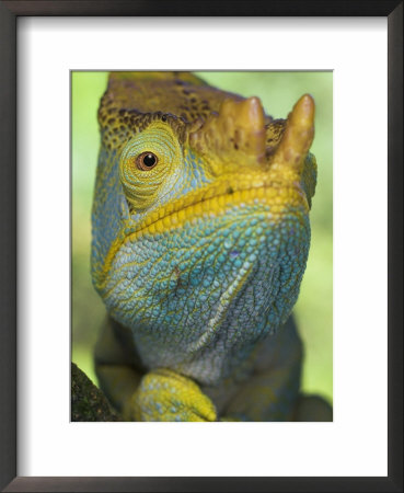 Portrait Of Male Parson's Chameleon, Ranomafana National Park, South Eastern Madagascar by Nick Garbutt Pricing Limited Edition Print image