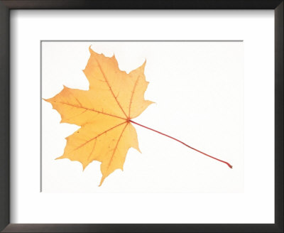 Norway Maple Leaf In Autumn Colours by Petra Wegner Pricing Limited Edition Print image