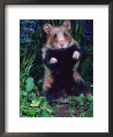 Common Hamster (Cricetus Cricetus) by Reinhard Pricing Limited Edition Print image