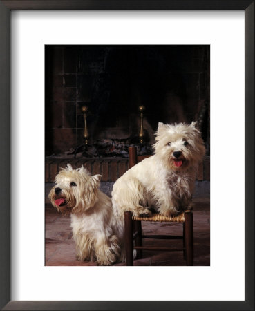 Domestic Dogs, Two West Highland Terriers / Westies, One Sitting On A Chair by Adriano Bacchella Pricing Limited Edition Print image