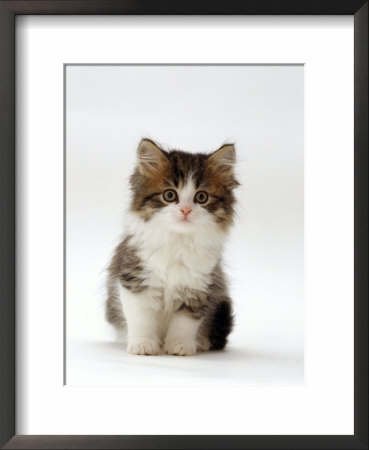Domestic Cat, 7-Week Tabby And White Persian-Cross Kitten by Jane Burton Pricing Limited Edition Print image