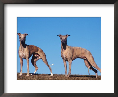Domestic Dogs, Two Whippets Standing Together by Adriano Bacchella Pricing Limited Edition Print image