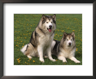 Two Alaskan Malamute Dogs, Usa by Lynn M. Stone Pricing Limited Edition Print image
