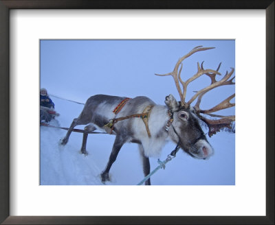 Reindeer Pulling Sledge, Stora Sjofallet National Park, Lapland, Sweden by Staffan Widstrand Pricing Limited Edition Print image