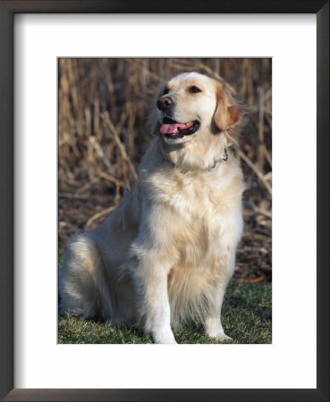 Golden Retriever Breed, Usa by Lynn M. Stone Pricing Limited Edition Print image