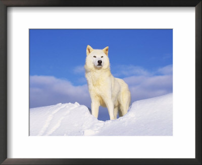 Arctic Grey Wolf In Snow, Idaho, Usa by Tom Vezo Pricing Limited Edition Print image