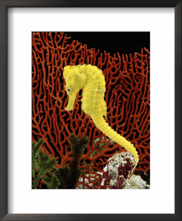 Golden Seahorse, Portraits, Uk by Jane Burton Pricing Limited Edition Print image
