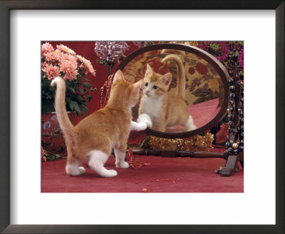 Domestic Cat, Ginger And White Kitten Looking At Reflection In Mirror by Jane Burton Pricing Limited Edition Print image