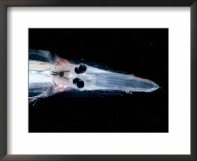 Spookfish, Deepsea Species Occurring In The Twilight Zone, Off Cape Verde Iles, Atlantic by David Shale Pricing Limited Edition Print image