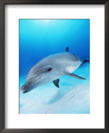 Bottlenose Dolphin, Caribbean Sea by Doug Perrine Pricing Limited Edition Print image