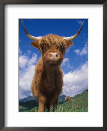 Highland Cattle Bull Portrait, Scotland, Uk by Niall Benvie Pricing Limited Edition Print image