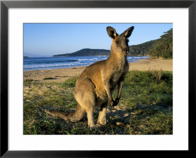 Eastern Grey Kangaroo On Beach, Murramarang National Park, New South Wales, Australia by Steve & Ann Toon Pricing Limited Edition Print image