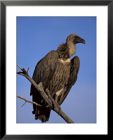 Whitebacked Vulture (Gyps Africanus), Etosha National Park, Namibia, Africa by Steve & Ann Toon Pricing Limited Edition Print image