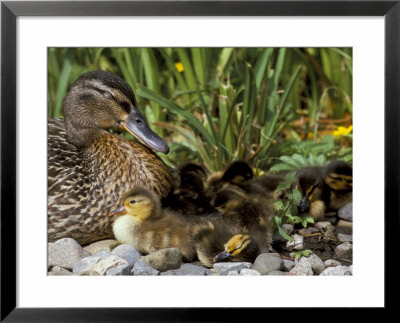Mallard (Anas Platyrhyncos) With Ducklings, United Kingdom by Steve & Ann Toon Pricing Limited Edition Print image