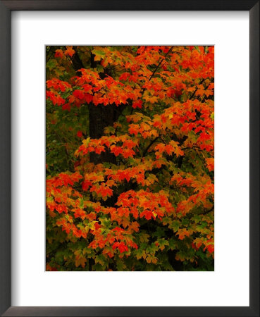 Sugar Maple by Mark Hamblin Pricing Limited Edition Print image