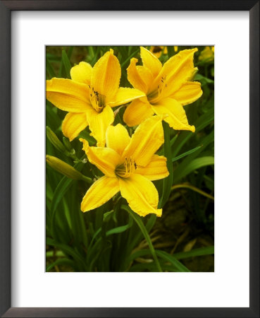 Hemerocallis (Ruffled Apricot) by Chris Burrows Pricing Limited Edition Print image
