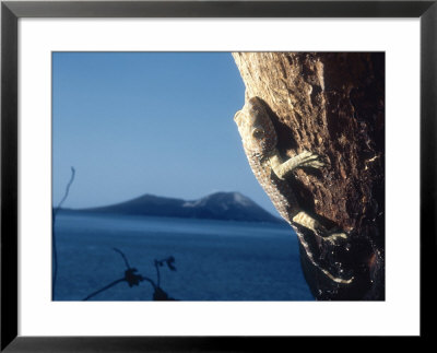 Tokay Gecko, Krakatoa, Indonesia by Mary Plage Pricing Limited Edition Print image