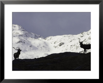 Red Deer, Two Stags Silhouetted On Mountain, Scotland by Mark Hamblin Pricing Limited Edition Print image