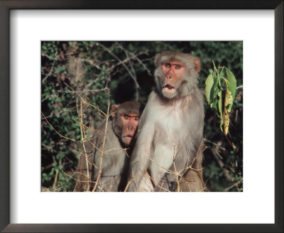 Rhesus Monkeys, Sariska Game Preserve, India by Pat Canova Pricing Limited Edition Print image