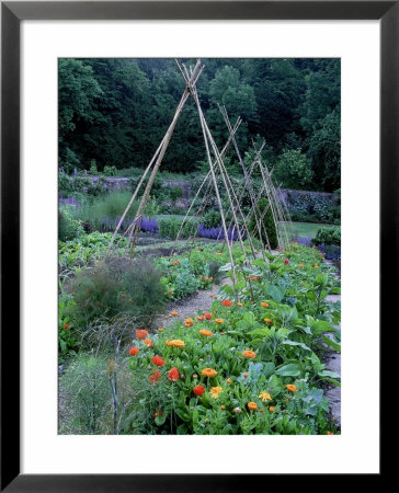 Kitchen Garden With Orange Calendula (Scotch Marigold) And Red Papaver (Poppies) At Hadspen Gardens by Mark Bolton Pricing Limited Edition Print image