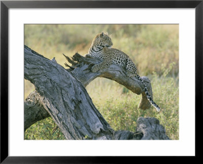 A Leopard Relaxes On A Fallen Tree Branch by Skip Brown Pricing Limited Edition Print image