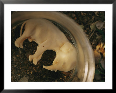 A View Of An Elephant Fetus From A Culled Female by Chris Johns Pricing Limited Edition Print image