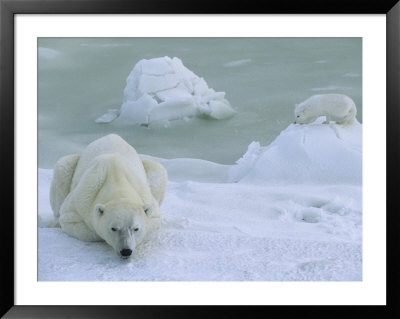 Arctic Fox Sniffs Around A Polar Bear by Paul Nicklen Pricing Limited Edition Print image