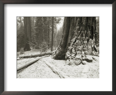 Snow-Dusted Giant Redwood Tree Trunk In Sequoia National Park by Bill Hatcher Pricing Limited Edition Print image