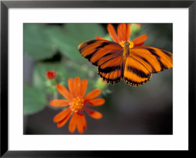 Acraea At Butterfly World, Florida, Usa by Michele Westmorland Pricing Limited Edition Print image