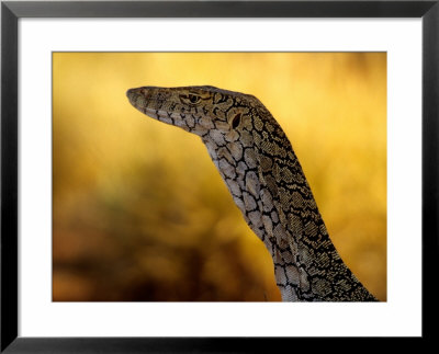 Perentie, Uluru-Kata Tjuta National Park, Australia by John & Lisa Merrill Pricing Limited Edition Print image