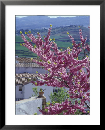 Flowering Cherry Tree And Whitewashed Buildings, Ronda, Spain by John & Lisa Merrill Pricing Limited Edition Print image