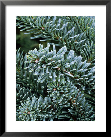 Abies Procera Glauca Prostrata (Fir) by Mark Bolton Pricing Limited Edition Print image