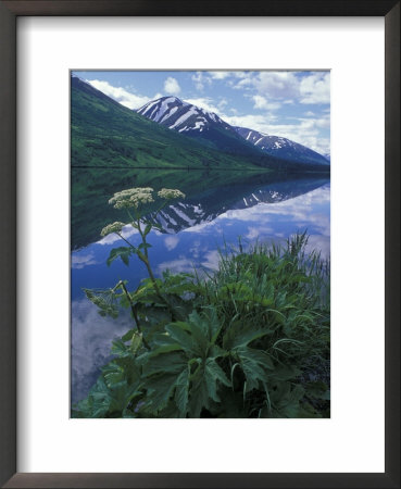 Summit Lake, Cow Parsnip, Lake And Mountains, Alaska by Rich Reid Pricing Limited Edition Print image