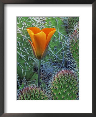 Mariposa Tulip Amid Grizzly Bear Cacti, Death Valley National Park, California, Usa by Dennis Flaherty Pricing Limited Edition Print image