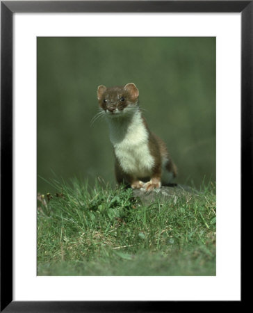 Stoat, Mustela Erminea Standing On Rock Uk by Mark Hamblin Pricing Limited Edition Print image