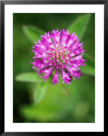 Red Clover, Devon, Uk by David Clapp Pricing Limited Edition Print image