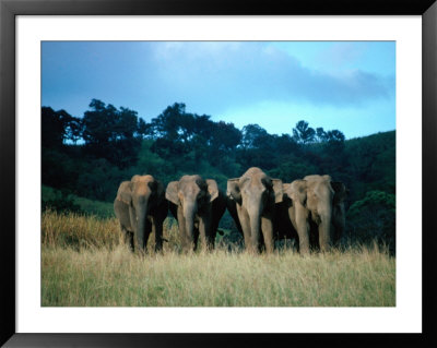 Four Elephants In Periyar Sanctuary Of Kerala, Kerala, India by Tony Wheeler Pricing Limited Edition Print image