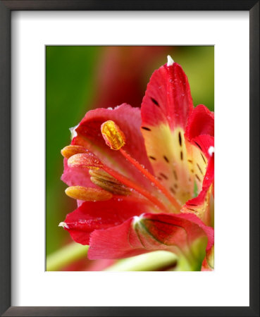 Alstromeria (Peruvian Lily, St. Martin's Flower) Close-Up by Susie Mccaffrey Pricing Limited Edition Print image